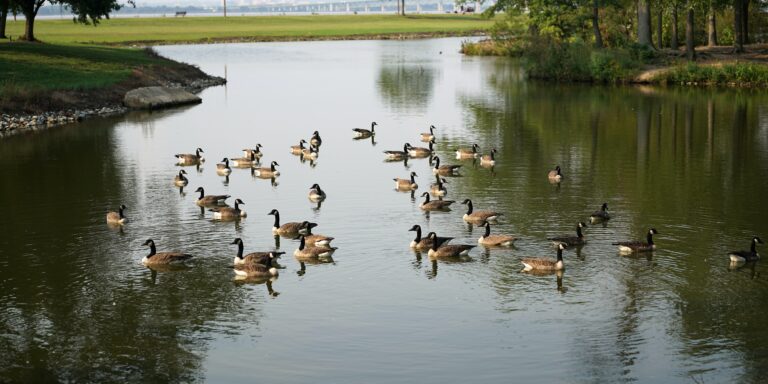 Ducks enjoy a pond in a rural landscape.